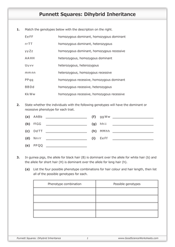 Punnett Squares - Dihybrid Inheritance | Teaching Resources