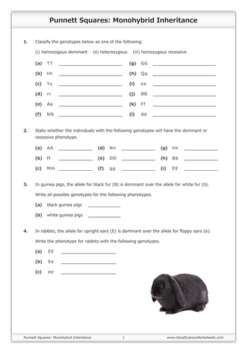 monohybrid cross worksheet