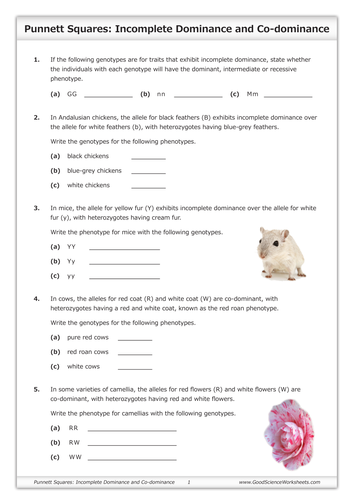 Incomplete Dominance Punnett Square Worksheet