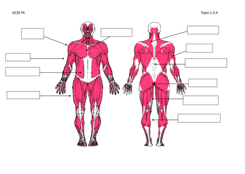 Labelled Muscular System Front And Back / Human Muscle ...