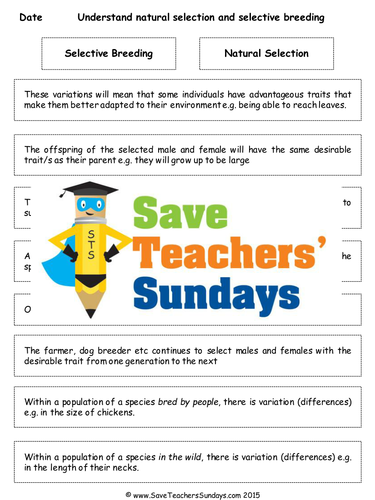 Natural Selection and Selective Breeding  KS2 Lesson Plan and Worksheet