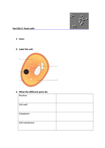 Bacteria and yeast cells fact file worksheet