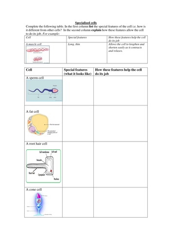Specialised cells structure/adaptation table
