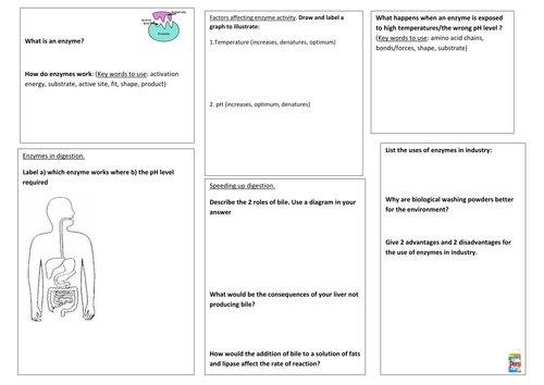 Enzymes homework tes 07 image