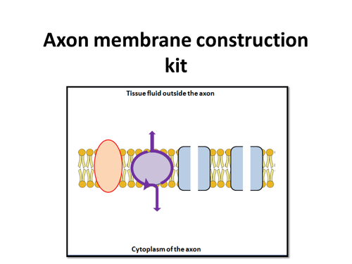 Axon membrane diagram starter activity