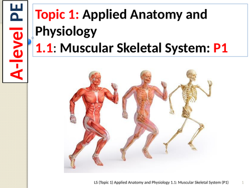 A-level PE EDEXCEL (Spec 2016)  1.1: Muscular Skeletal System (Part 1)