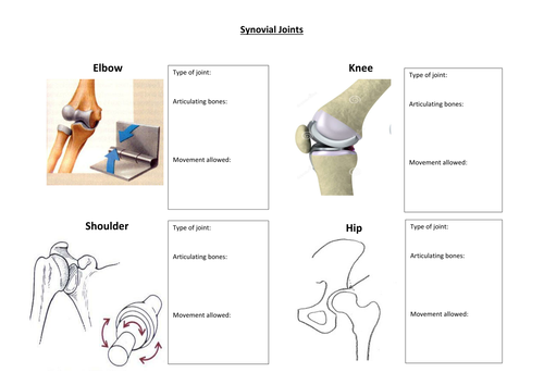 Synovial Joints Worksheet