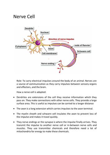 New AQA Trilogy: Specialised Animal Cells