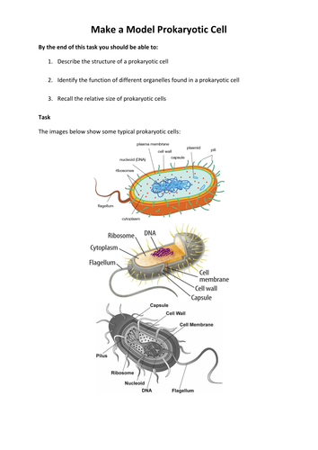 Make a Model Prokaryotic (Bacterial) Cell