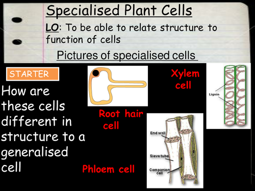 New AQA Triology Specialised Plant cells