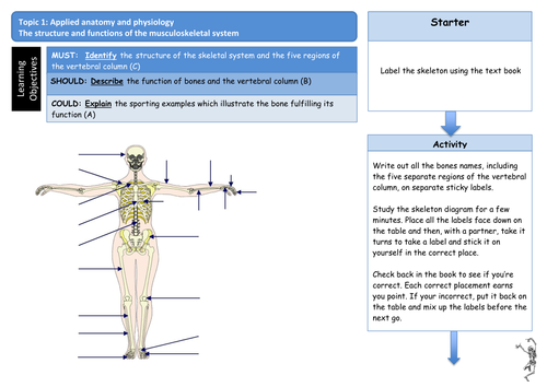 2016 GCSE PE EDEXCEL Skeleton and vertebrae