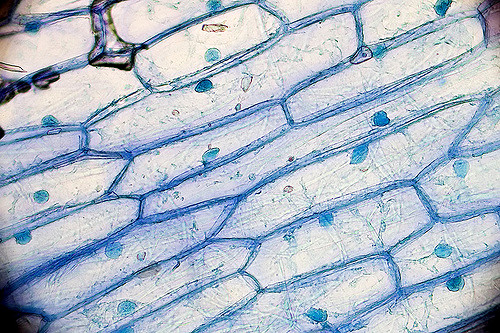 Biology, microscopes, cells, plants, enzymes, magnification - 15 Lessons