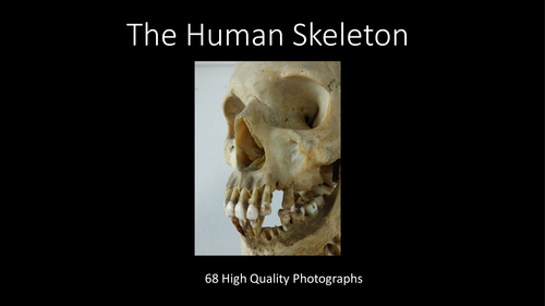 Science. Human Skeleton Photographs