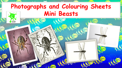 Mini Beasts Photographs and Colouring Sheets. KS1 and KS2