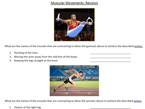 GCSE PE NEW AQA 2016 muscle worksheets