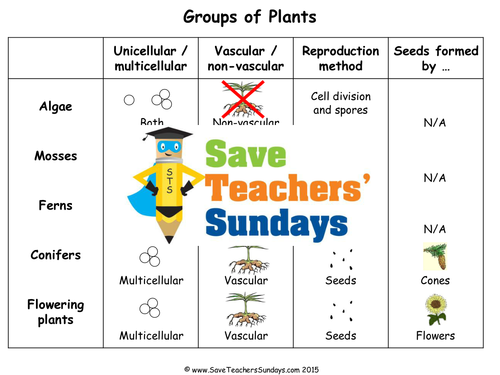 Identify and Classify Real Organisms KS2 Lesson Plan and Worksheets