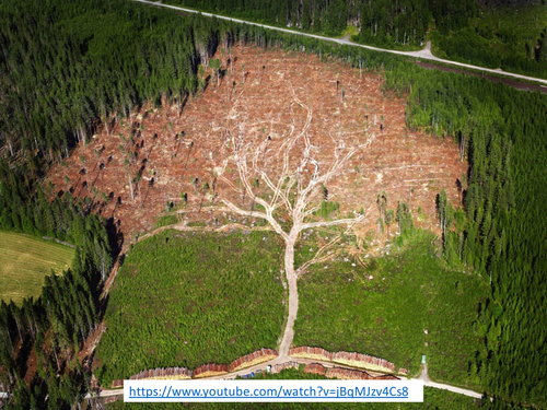 The Changing Rates of Deforestation - Living World - AQA2016