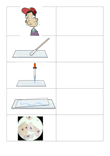 Animal and Plant Cell slides