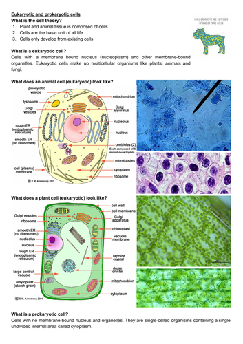 A level biology revision: cell structure