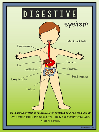 DIGESTIVE SYSTEM DIAGRAM Poster and activity by hoppytimes - Teaching ...