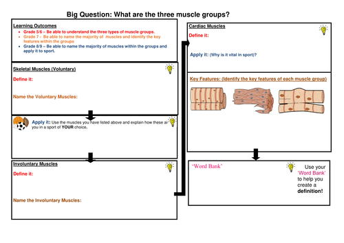 Types of Muscle Groups - A3 work sheet