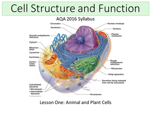 worksheet animal cell B1 AQA Cell and New (2016) Biology Structure   Transport