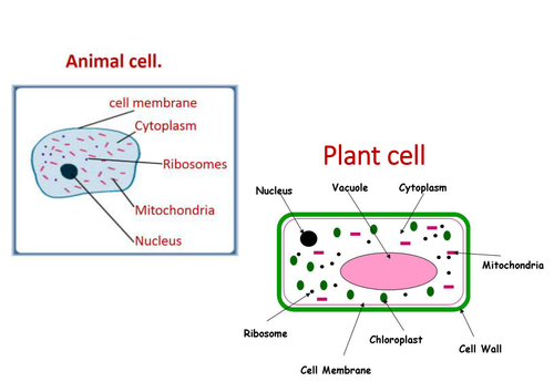 Plant and animal cells (Lesson 2 - Chapter 1) Activate 1