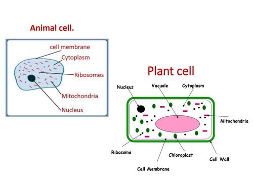 Plant And Animal Cells Lesson 2 Chapter 1 Activate 1 Teaching Resources