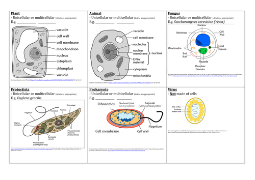 Kingdoms Viruses Cells Venn Diagram Activity