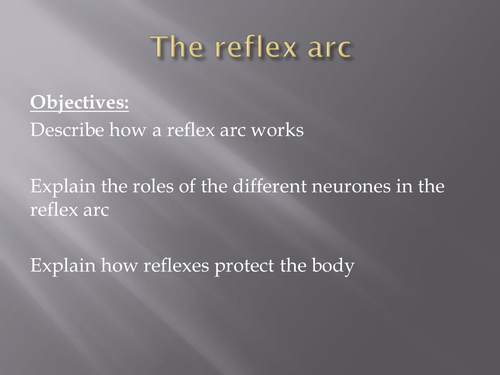 The reflex arc