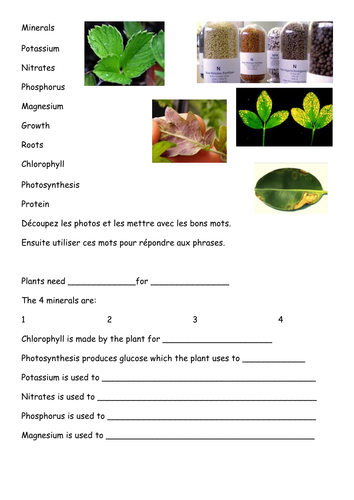 KS3 plant minerals