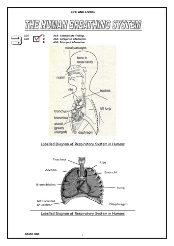 Respiration