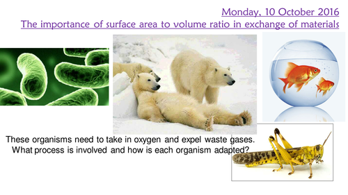 KS4 AQA new 2016 B1 Cell structure and transport L10 Exchange surfaces