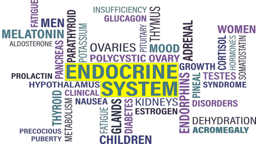 The Endocrine System: Lesson powerpoint template