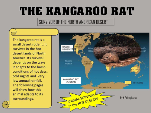 KANGAROO RAT - A RODENT SURVIVOR IN THE HOT NORTH AMERICAN DESERT