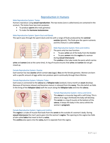 AQA GCSE Home Economics: Child Development 2016 - Reproduction, Menstrual Cycle and the Foetus