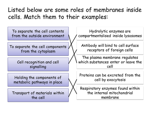 Section 2. Transport across membranes. 4.1 Structure to the cell surface membrane. NEW Yr12 spec.