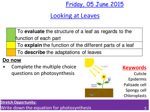 Leaves and photosynthesis - Structure and function