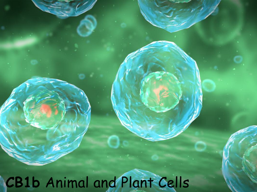 Edexcel CB1b Plant and Animal Cells