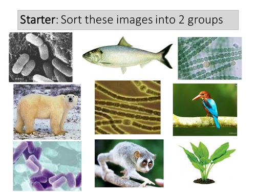 New AQA (2016) Biology B1 - Cell Structure and Transport, Lesson 3 - Eukaryotic and Prokaryotic