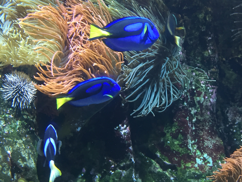 2D and 3D Shape Bundle