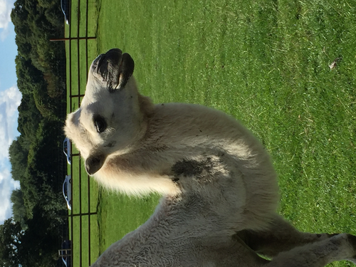 Area and Perimeter Key Stage 2 Bundle