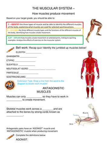 The muscular system worksheet GCSE PE/BTEC Sport