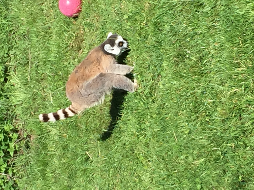 Division Bundle - Year 6