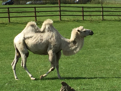 Adding and Subtracting Fractions Bundle