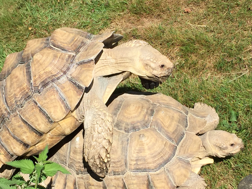 Angles Bundle Year 6