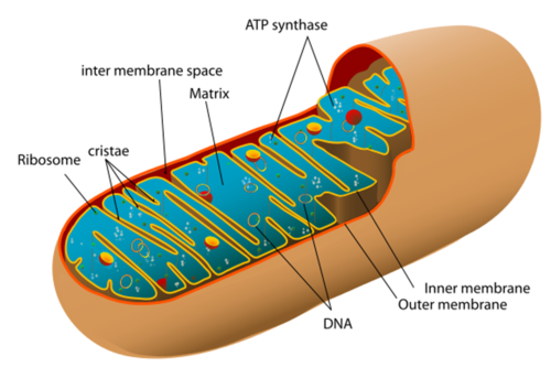 AQA A-level Biology (2016 specification). Section 5 Topic 14: Respiration