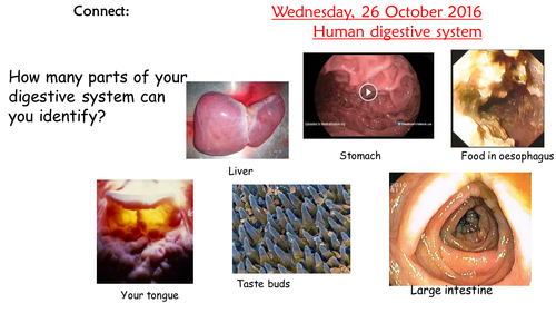 KS4 AQA New 2016 B3 L2 The digestive system