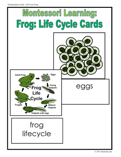 Frog Life Cycle Cards