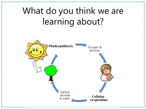 Respiration and Photosynthesis